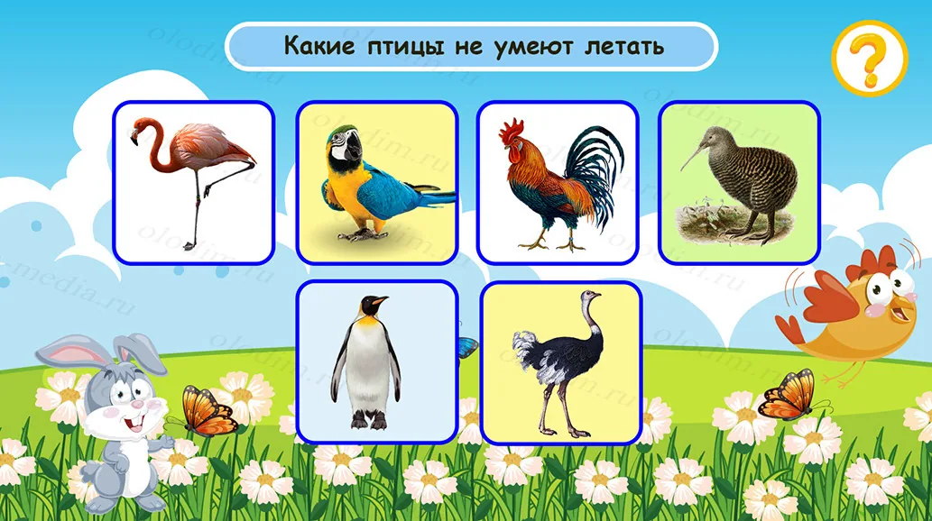 Вопрос «Какие птицы не умеют летать» с фотографиями шести птиц