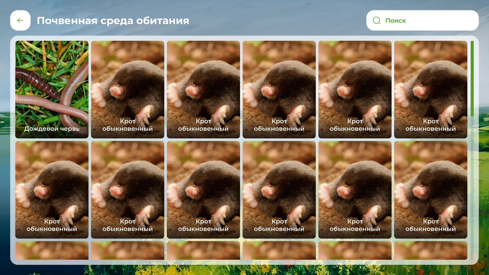 Почвенная среда обитания: сетка видов с поиском